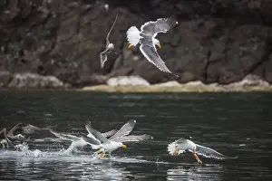 Medium Group Of Animals Prints: Yellow-footed gulls (Larus livens) and Heermanns gulls (Larus heermanni) fight for