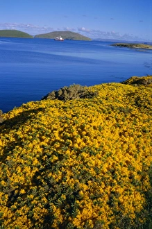Islas Malvinas Prints: Yellow gorse bushes (ulex europea), New Island, West Falkland, Falkland Islands