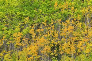 Birch Tree Prints: Yellow and green birch trees in autumn