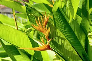 Landscaping Prints: Yellow Heliconia flowers (Lobster Claws or False Bird-of-Paradise) in full bloom