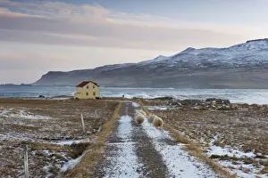 Yellow house and sheep at Os near Bakkagerdi in Borgarfjordur Eystri fjord
