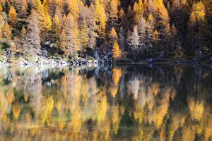 Yellow larches reflected in the water of the lake, Azzurro Lake, Valchiavenna, Valtellina