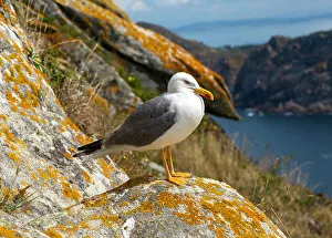 Feathered Prints: Yellow-legged gull (Larus Michahellis)