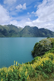 Wild Flower Prints: Yellow lupins beside Lake Wakatipu