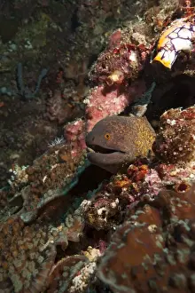 Hole Prints: Yellow margined moray eel (Gymnothorax flavimarginatus)