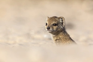 Northern Cape Prints: Yellow mongoose baby (Cynictis penicillata)
