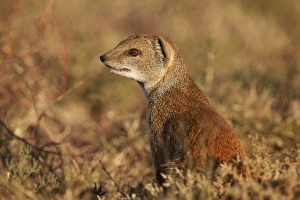 Yellow mongoose (Cynictis penicillata), Mountain Zebra National Park, South Africa