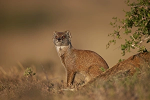 Yellow mongoose (Cynictis penicillata), Addo Elephant National Park, South Africa, Africa