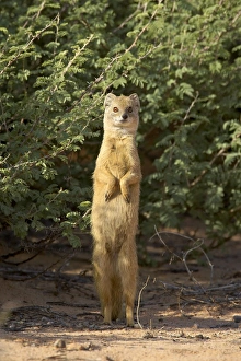 Yellow mongoose (Cynictis penicillata), Kgalagadi Transfrontier Park, encompasing the former Kalahari Gemsbok National Park, South
