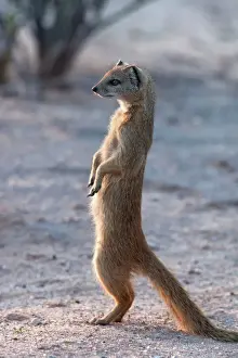 Tail Prints: Yellow mongoose (Cynictis penicillata) Kgalagadi Transfrontier Park, South Africa, Africa