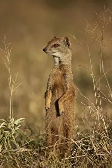 Yellow mongoose (Cynictis penicillata) prairie-dogging, Mountain Zebra National Park