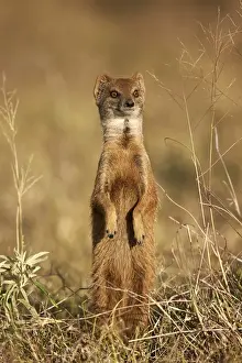 Yellow mongoose (Cynictis penicillata) prairiedogging, Mountain Zebra National Park