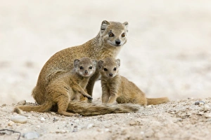Wildlife Preserve Prints: Yellow mongoose (Cynictis penicillata) with young