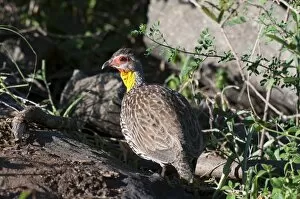 One Bird Collection: Yellow-necked spurfowl (Francolinus leucoscepus), Lualenyi Game Reserve