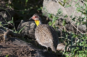 Lualenyi Prints: Yellow-necked spurfowl (Francolinus leucoscepus), Lualenyi Game Reserve