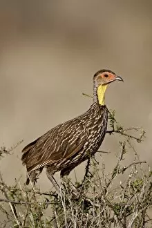Images Dated 28th September 2007: Yellow-necked spurfowl (Yellow-necked francolin) (Francolinus leucoscepus)