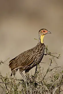Yellow-necked spurfowl (Yellow-necked francolin) (Francolinus leucoscepus)