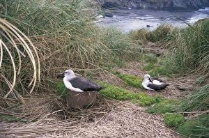 South Atlantic Prints: Yellow-nosed albatross