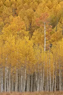Yellow and orange aspen in the fall, Uncompahgre National Forest, Colorado, United