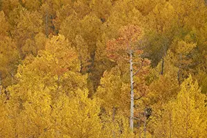 Yellow and orange aspen in the fall, Uncompahgre National Forest, Colorado, United