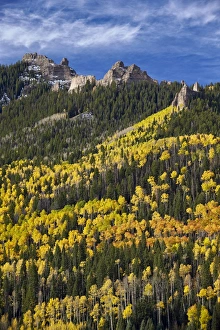 Yellow and orange aspens with evergreens in the fall, Uncompahgre National Forest