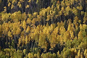 Evergreens Prints: Yellow and orange aspens among evergreens in the fall