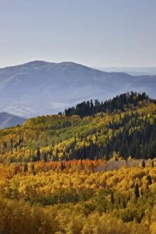 Images Dated 27th September 2010: Yellow and orange aspens in the fall, Wasatch Mountain State Park, Utah, United States of America