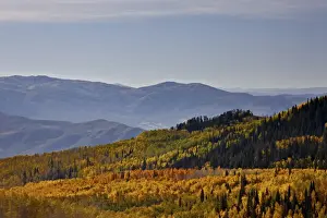 Sun Lit Prints: Yellow and orange aspens in the fall
