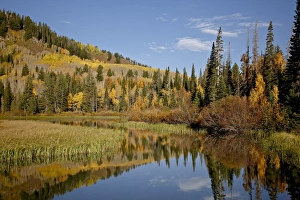 Yellow and orange aspens reflected in Sliver Lake in the fall, Wasatch-Cache National Forest