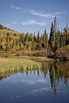 Land Form Prints: Yellow and orange aspens reflected in Sliver Lake in the fall