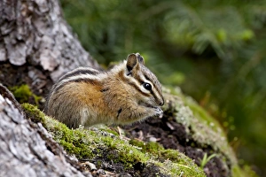 Images Dated 20th March 2009: Yellow pine chipmunk (Eutamias amoenus), Manning Provincial Park, British Columbia