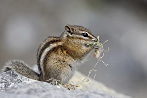 Images Dated 14th April 2009: Yellow pine chipmunk (Eutamias amoenus) eating, Muncho Lake Provincial Park