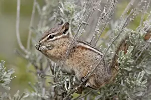 Yellow pine chipmunk (Eutamias amoenus) eating sagebrush leaves, Yellowstone National Park, Wyoming, United States of America, North America