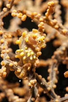 Images Dated 28th May 2008: Yellow pygmy seahorse (Hippocampus bargibanti), Sulawesi, Indonesia, Southeast Asia, Asia