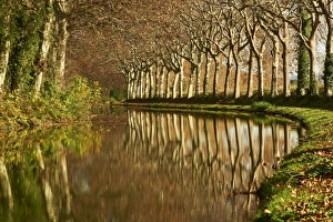 Yellow and red leaves in autumn along the Canal du Midi, UNESCO World Heritage Site