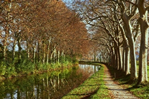Aude Prints: Yellow and red leaves in autumn along the Canal du Midi, UNESCO World Heritage Site