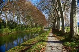 Yellow and red leaves in autumn along the Canal du Midi, UNESCO World Heritage Site