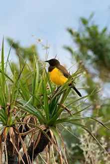 Minas Gerais State Prints: Yellow-rumped Marshbird (Pseudoleistes guirahuro) sitting on branch