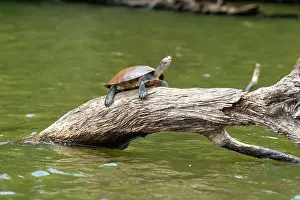 Lake Sandoval Prints: Yellow-spotted Amazon river turtle (Podocnemis unifilis)