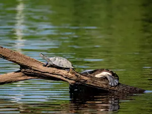 Indigenous Prints: Yellow-spotted river turtles basking in the sun on a log in Peru's lush habitat