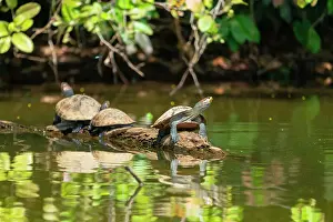 Logging Prints: Three yellow-spotted river turtles (Podocnemis unifilis) on wooden branch on Lake Sandoval