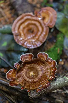 Still Life Prints: Yellow stemmed micropore (Microporus xanthopus)