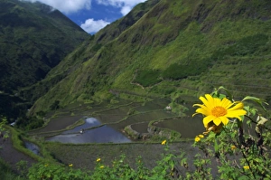 Luzon Prints: Yellow summer flowers above rice fields
