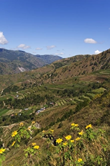 Luzon Prints: Yellow summer flowers and terraced fields
