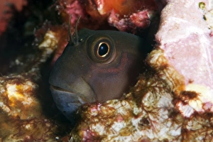 Blenny Prints: Yellow tailed blenny (Ecsenius namiyei), Komodo, Indonesia, Southeast Asia, Asia