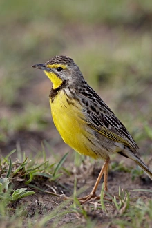 Images Dated 13th October 2007: Yellow-throated longclaw (Macronyx croceus), Masai Mara National Reserve