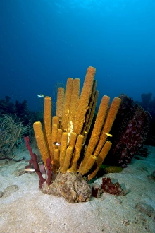 Seabed Prints: Yellow tube sponge (Aplysina fistularis)
