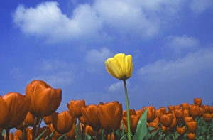 Blooms Prints: Yellow tulip amongst a sea of red tulips