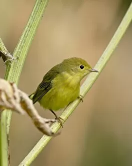 Images Dated 10th May 2009: Yellow warbler (Dendroica petechia), near Palmer, Alaska, United States of America