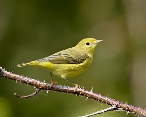 Images Dated 10th May 2009: Yellow warbler (Dendroica petechia), near Palmer, Alaska, United States of America